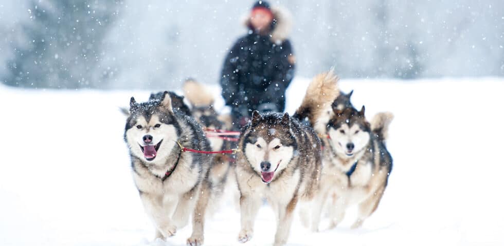 Alaskan Huskies pulling a sled.