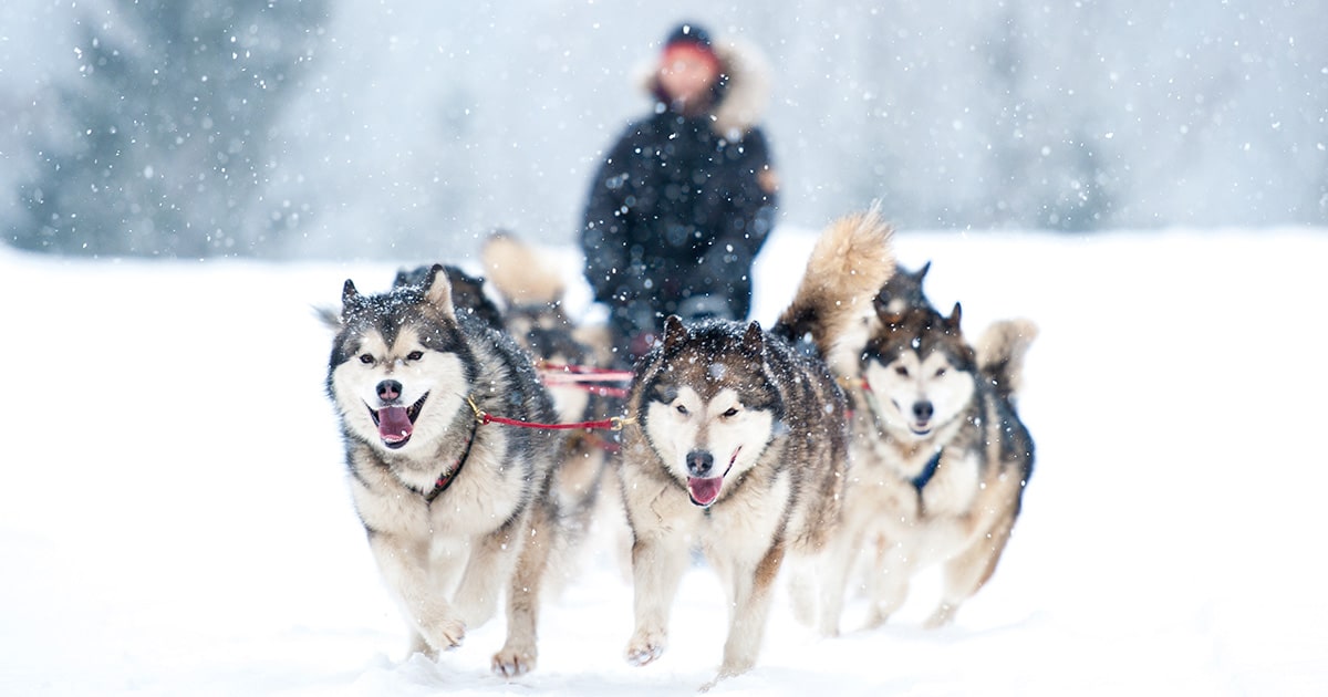 Alaskan Huskies pulling a sled.