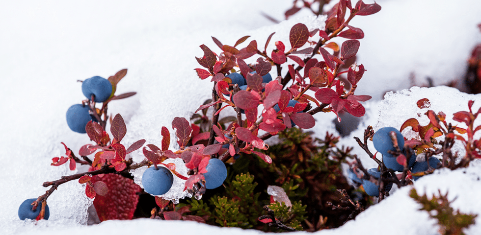 Wild berries in the Alaskan snow.