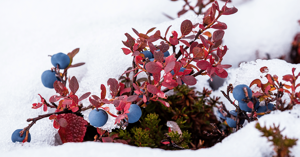 Wild berries in the Alaskan snow.